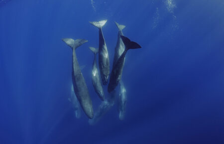 A family unit of Sperm Whales socializing underwater in the waters off of the island of Faial in the Azores. (Brian Skerry)