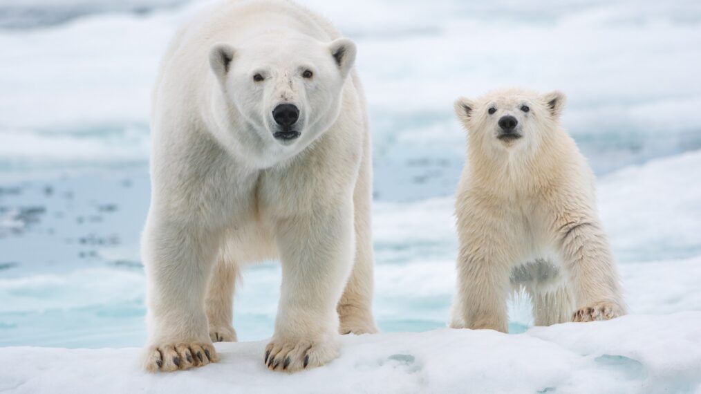 Polar Bear National gegraphic