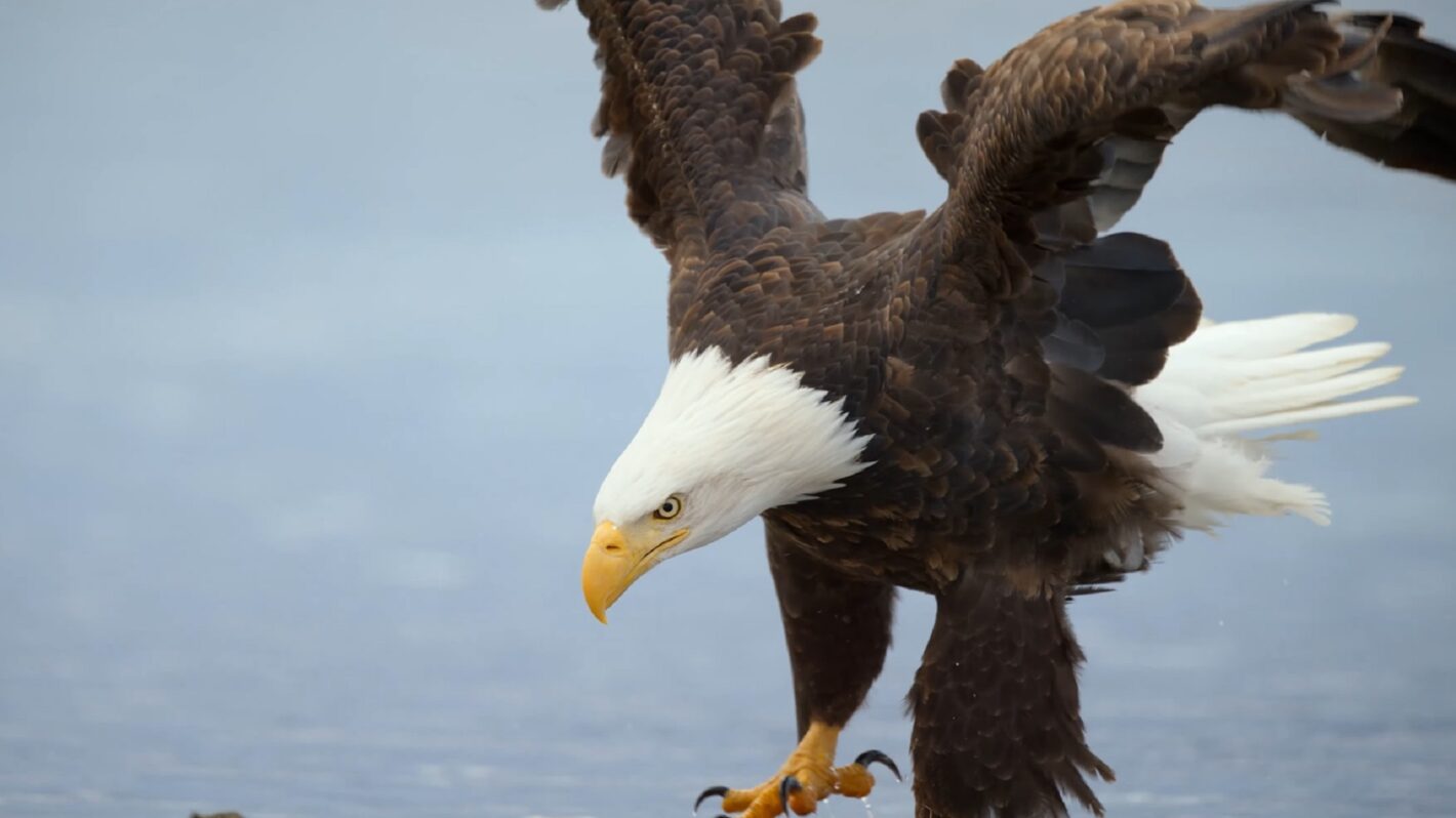 'America the Beautiful' Michael B. Jordan Narrates Disney+ Nat Geo