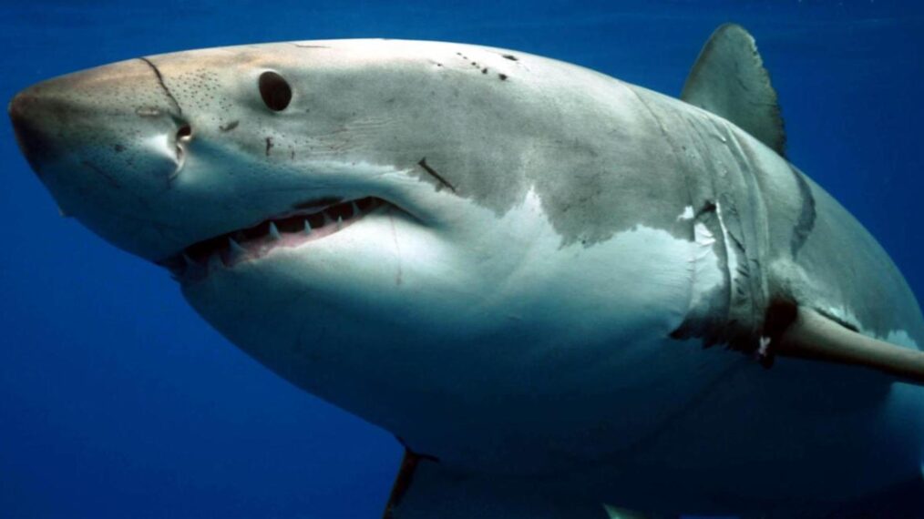 Great White for Shark Week