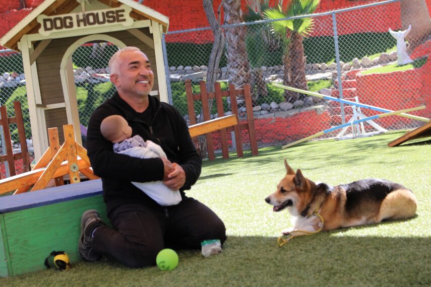 Cesar Millan Better Human Better Dog Journey the Corgi