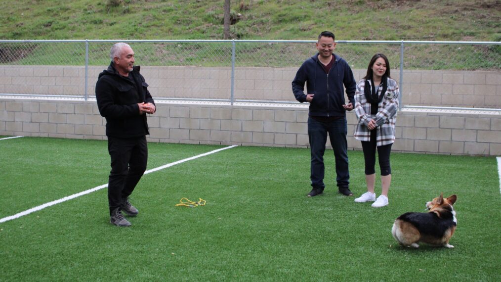 ‘Better Human Better Dog’ First Look: Cesar Millan Teaches Corgi