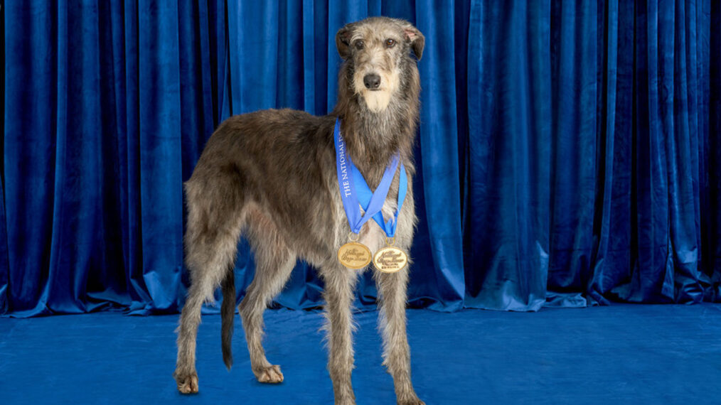 Scottish Deerhound, Claire, Best In Show 2021 in the National Dog Show