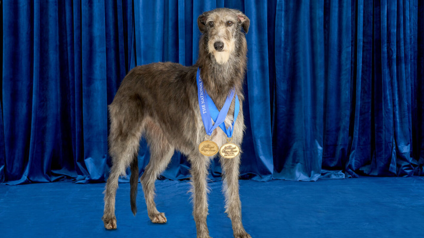'The National Dog Show' Turkey Day's Top Dogs Through the Years