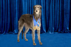 'The National Dog Show': Turkey Day's Top Dogs Through the Years