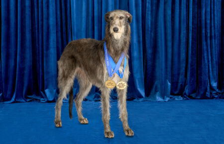 Scottish Deerhound, Claire, Best In Show 2021 in the National Dog Show