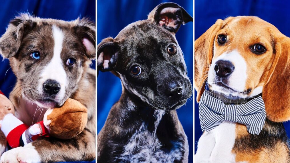 Three puppies from Puppy Bowl XIX