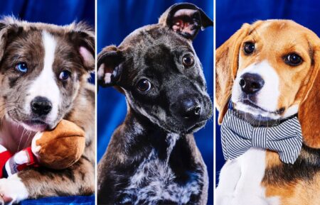 Three puppies from Puppy Bowl XIX