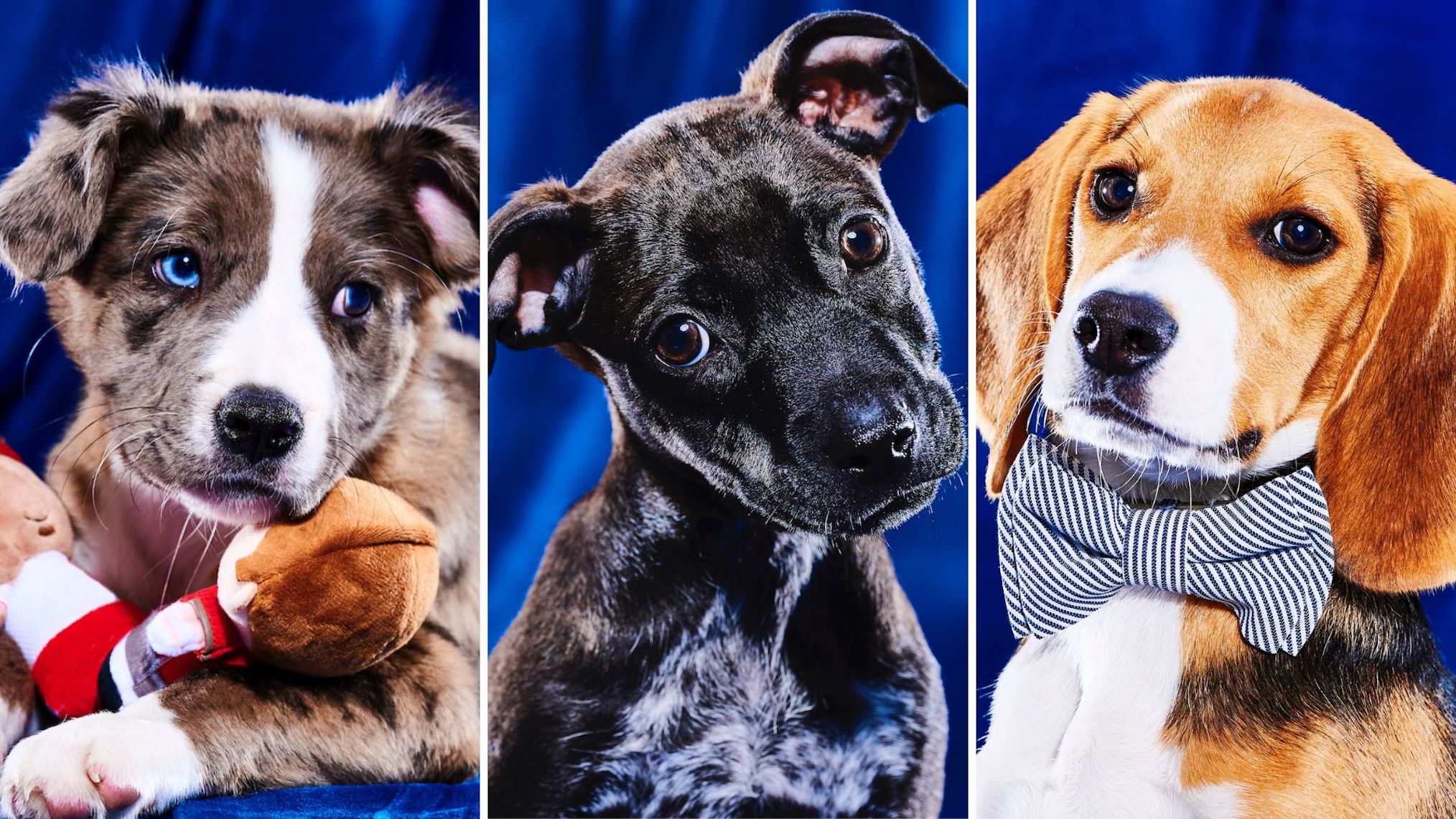 'Puppy Bowl XIX' Meet This Year's Adorable Roster of Adoptable Players