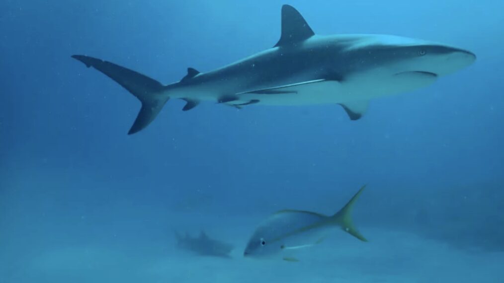 'Tiburones contra delfines: campo de batalla de Bahamas' en Nat Geo