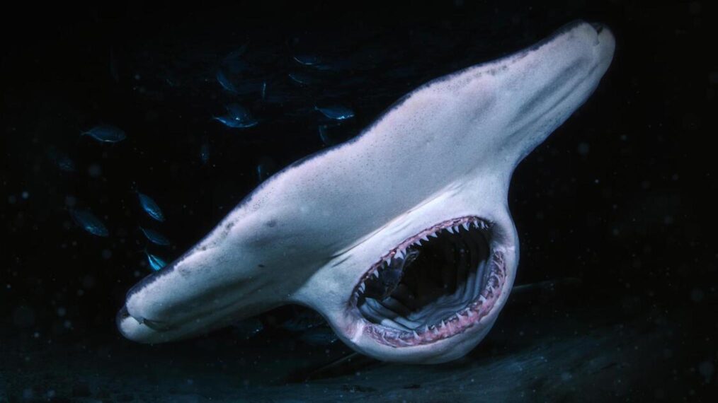 'When Sharks Attack... And Why' documentary on Nat Geo