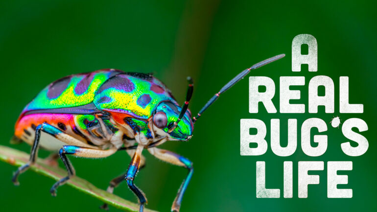 A Real Bug's Life - Nat Geo
