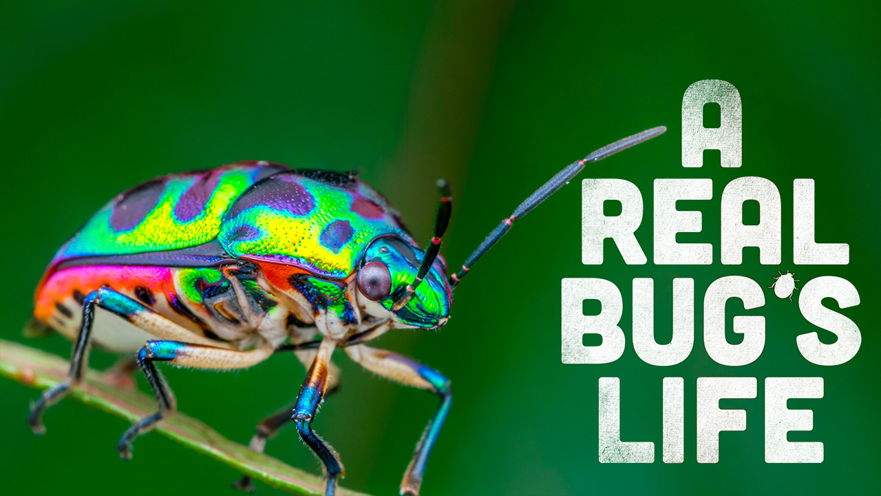 A real bug s life nat geo reality series