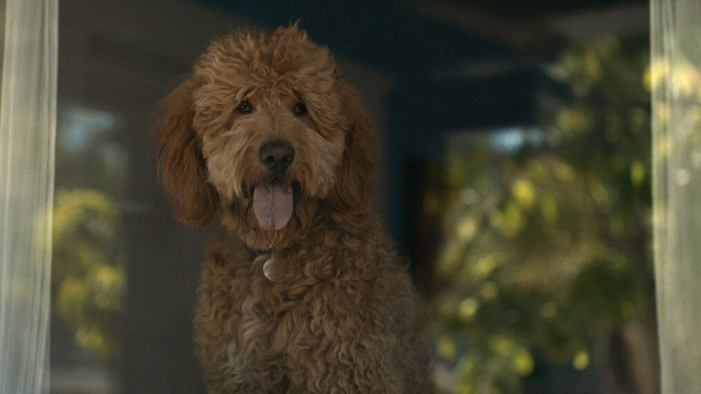 A goldendoodle voiced by B.J. Novak in 'Lessons in Chemistry' Season 1 Episode 3