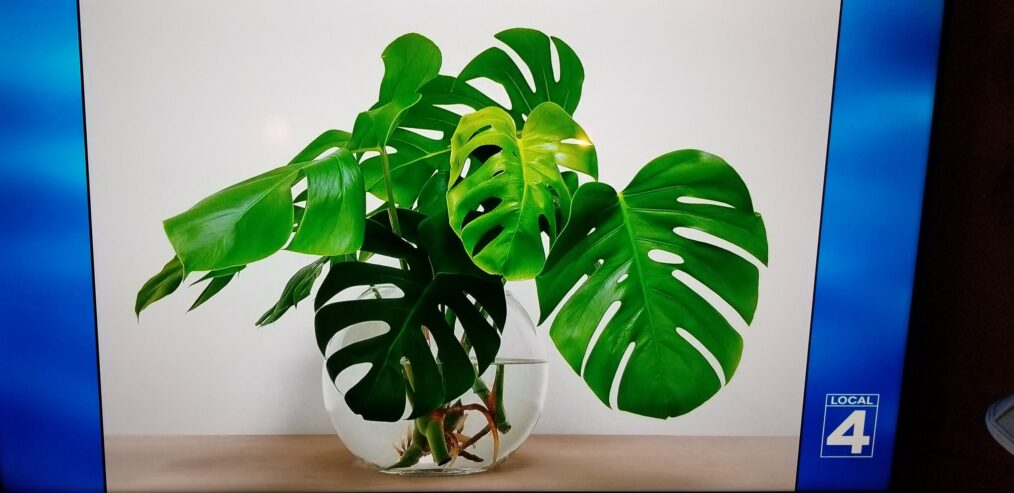 Monstera plant on Jeopardy!