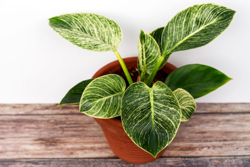 A variety of philodendron