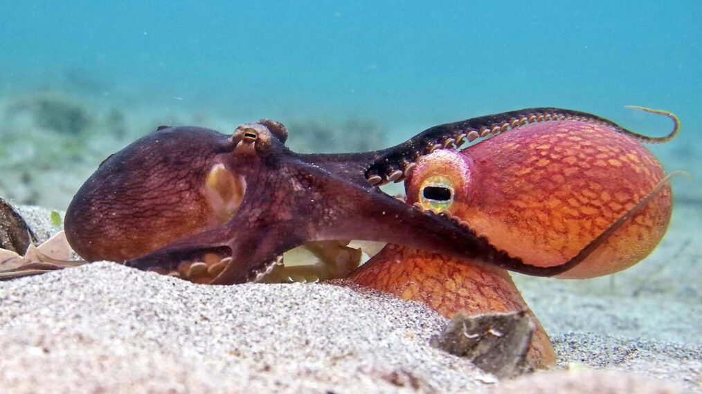Nature TV Bonanza with ‘Spy in the Ocean’ and ‘Life on Our Planet,’ ‘Invasion’ Finale, New ‘Challenge’ Battle, Pawn Stars Hit the Road