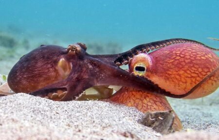 Clip from PBS's 'Spy in the Ocean: A Nature Miniseries'