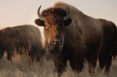 Ken Burns and the American Buffalo, ‘Daily Show’ Returns with Guest Hosts, Remastered ‘Snow White,’ Football vs. Baseball