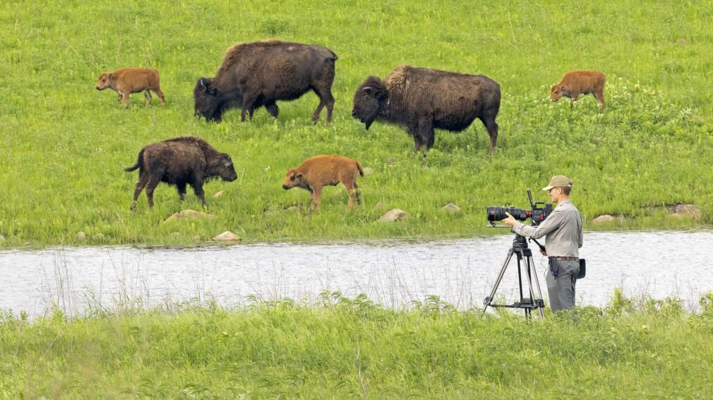 The American Buffalo