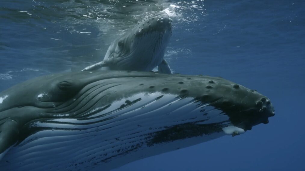 A whale calf rides its mother's back in PBS's 'Spy in the Ocean'