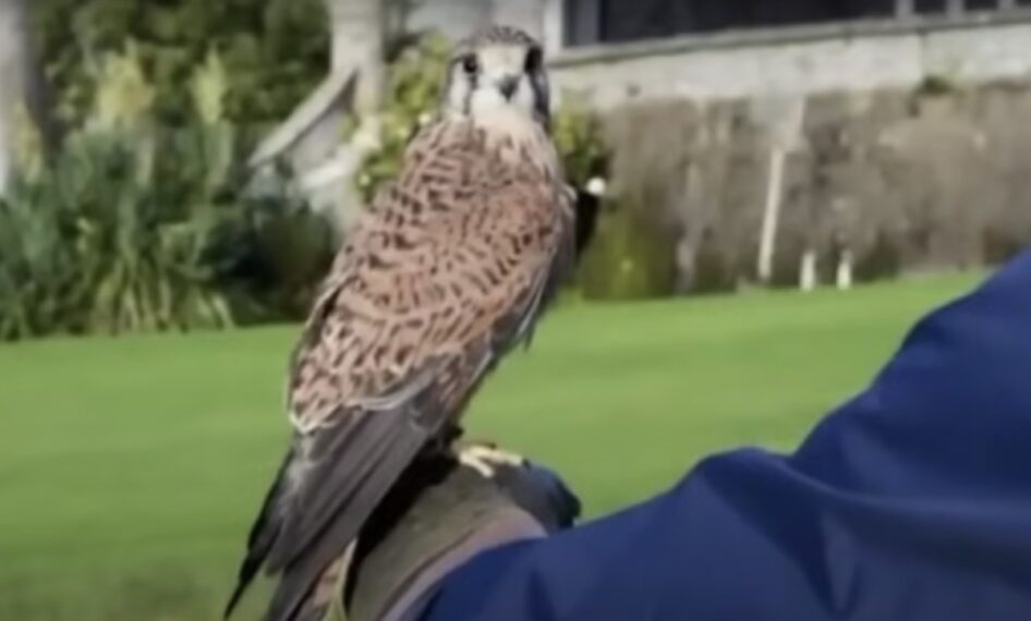 Falcon photo on Jeopardy!
