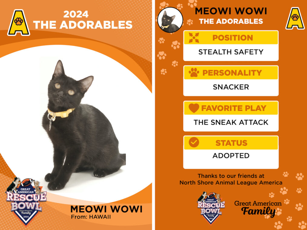 Meowi Wowi for the 'Great American Rescue Bowl'