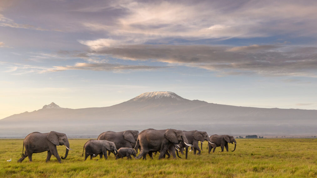 A herd of African elephants walks across the plains of Africa at sunrise, with Mount Kilimanjaro in the background in 'Queens'