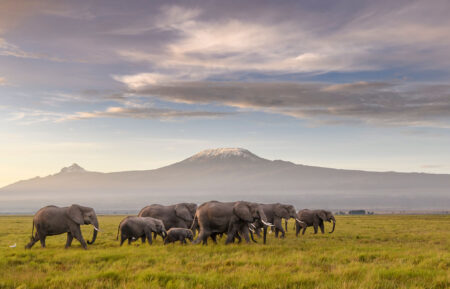 A herd of African elephants walks across the plains of Africa at sunrise, with Mount Kilimanjaro in the background in 