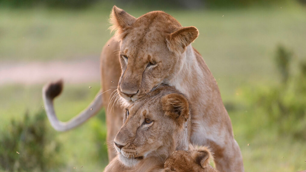 Two lionesses and a cub nuzzle each other in 