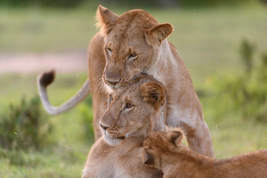 Two lionesses and a cub nuzzle each other in "Queens"