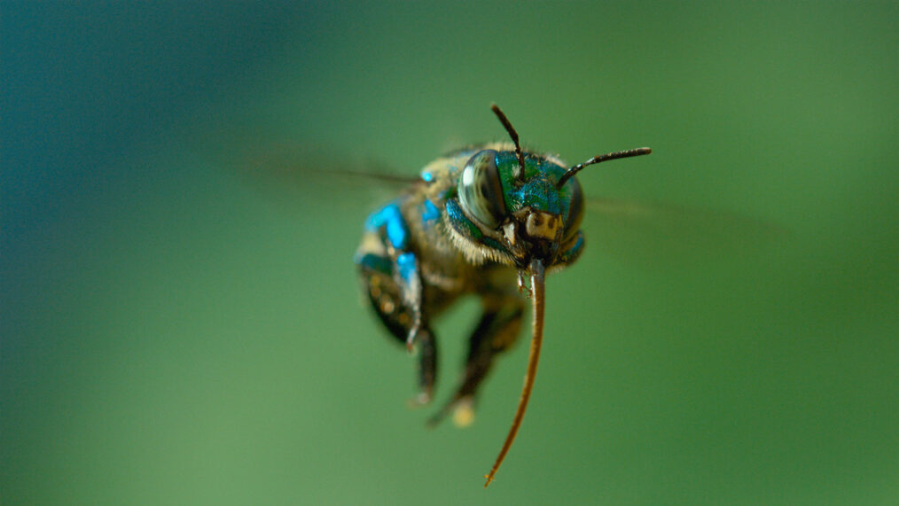 Queens, A female Euglossa orchid bee wipes nectar from her impressive tongue. She mixes the nectar with pollen to create a high energy paste to feed her young