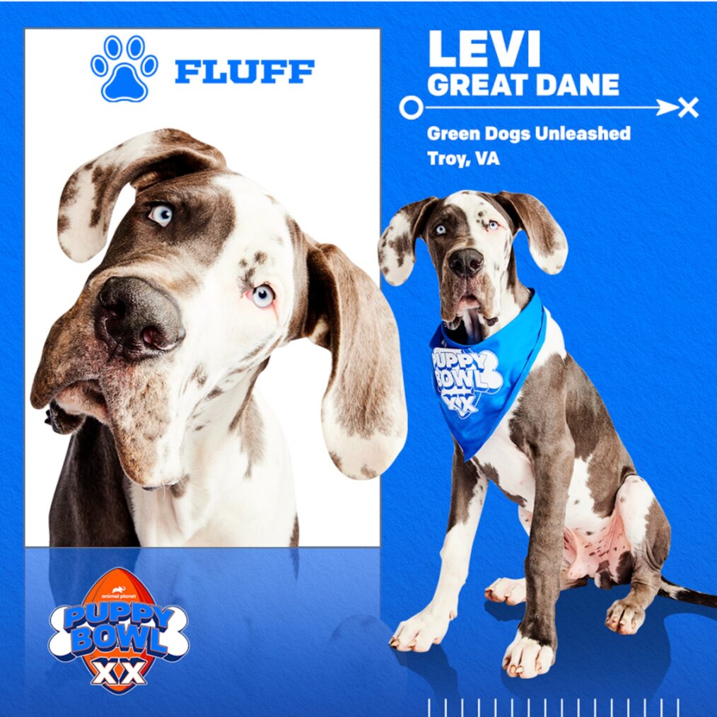 Puppy Bowl 2024 Meet 20th Anniversary Lineup of Adorable Players (PHOTOS)