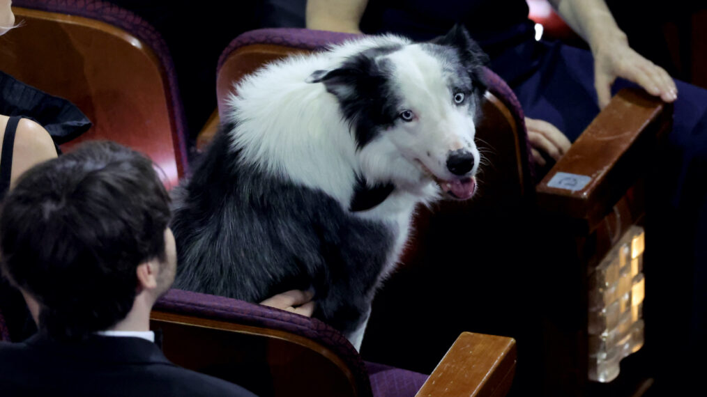 Messi from 'Anatomy of a Fall' at the Oscars