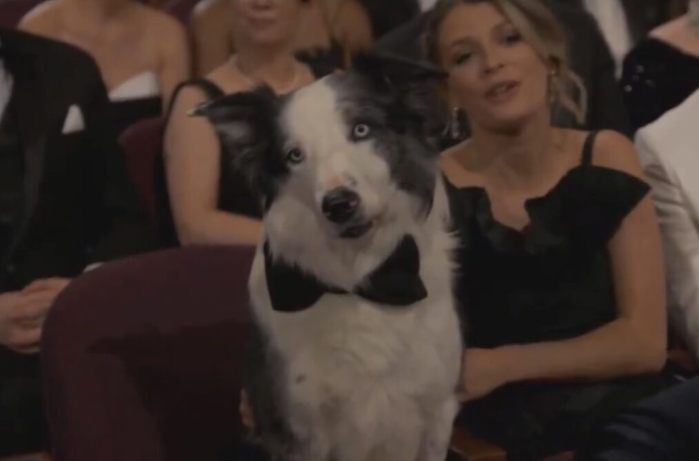 Messi the dog at the 2024 Oscars