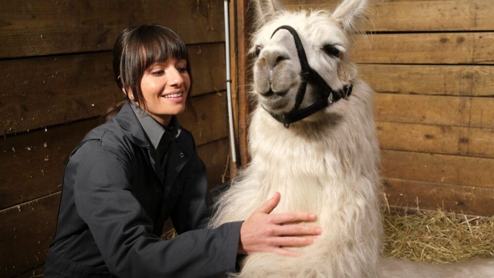 Grace Palmer with a llama in the 'Skunks and Llamas' episode of Animal Control
