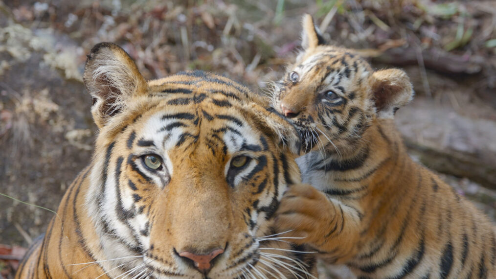 A tiger mom tries to relax while her cub tries to bite her ear in Disneynature’s 'TIGER'