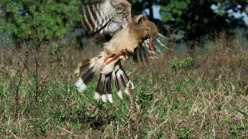 A bird fights a snake in a snippet from PBS' 'Nature' documentary, 'Raptors: A Fistful of Daggers'