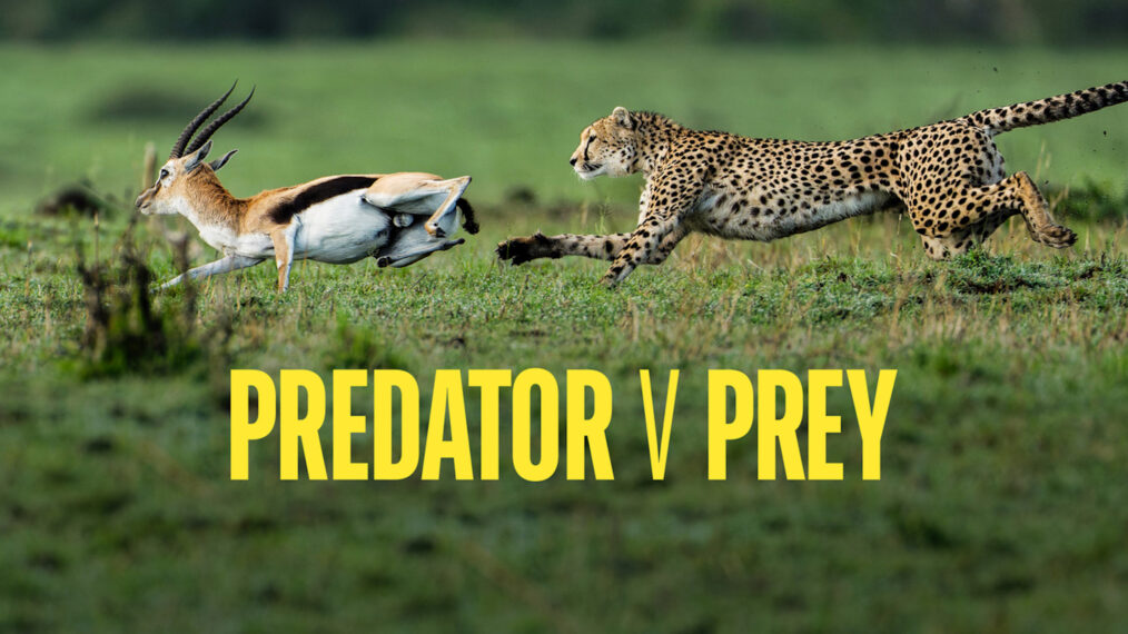 Predator gegen Prey
