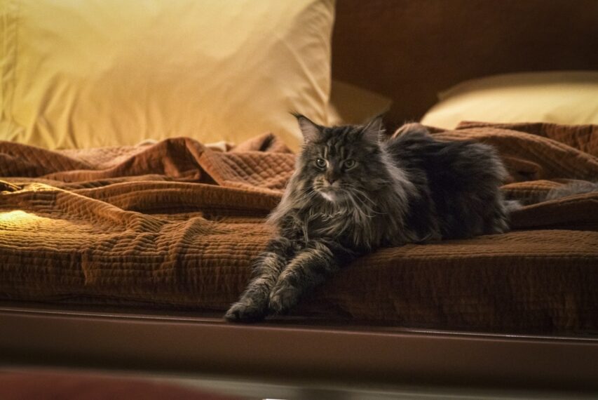 Grudge the Cat in „Stark Trek: Discovery“