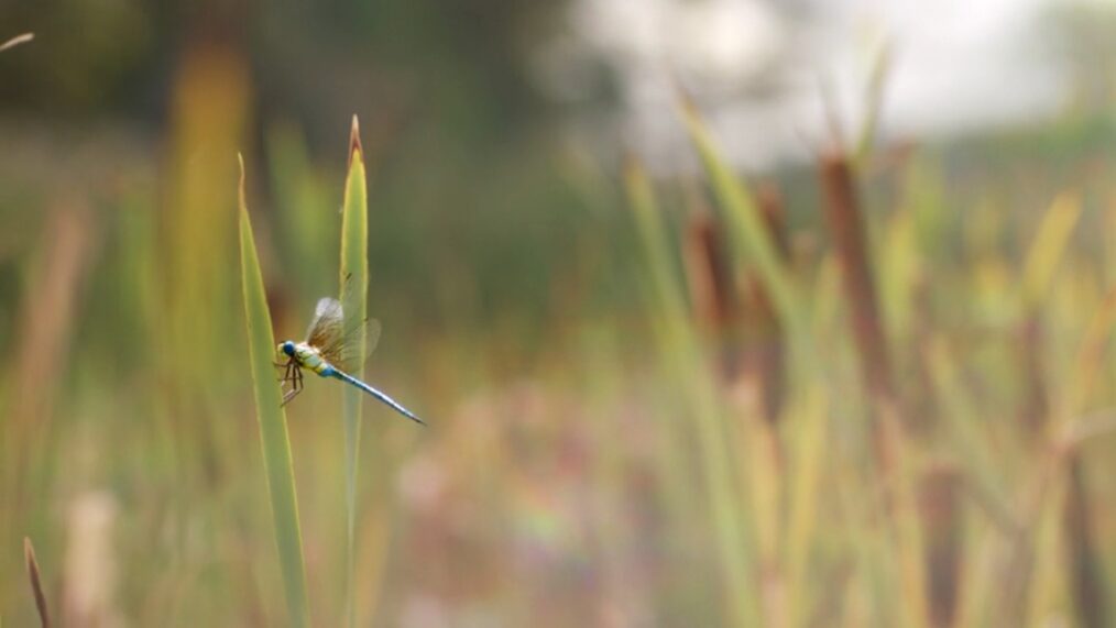 Dragonfly in 'Outlander' Season 7 finale