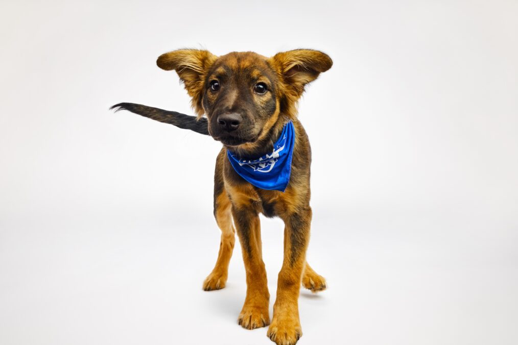 ZININA puppy bowl 2025