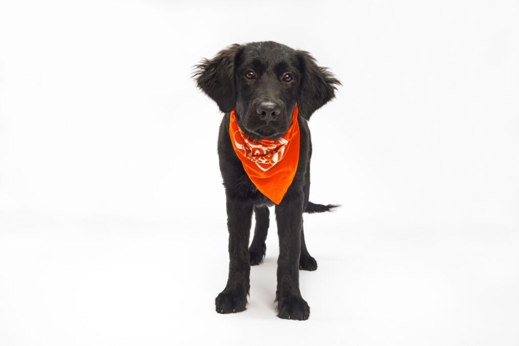 spike puppy bowl 2025