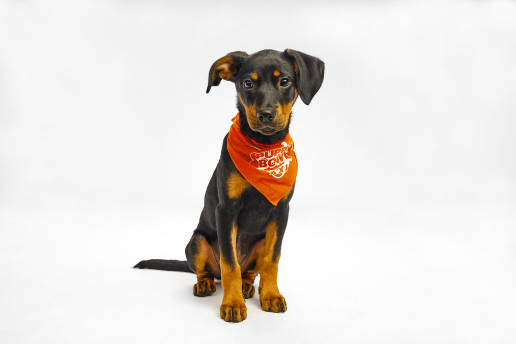 strudel puppy bowl 2025