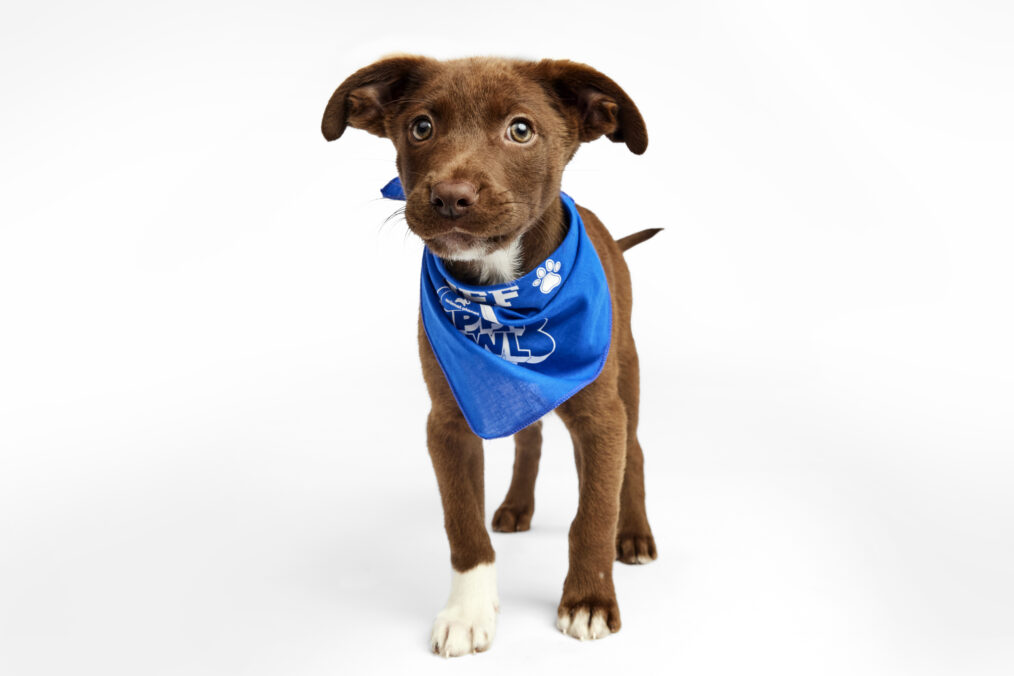 torch puppy bowl 2025