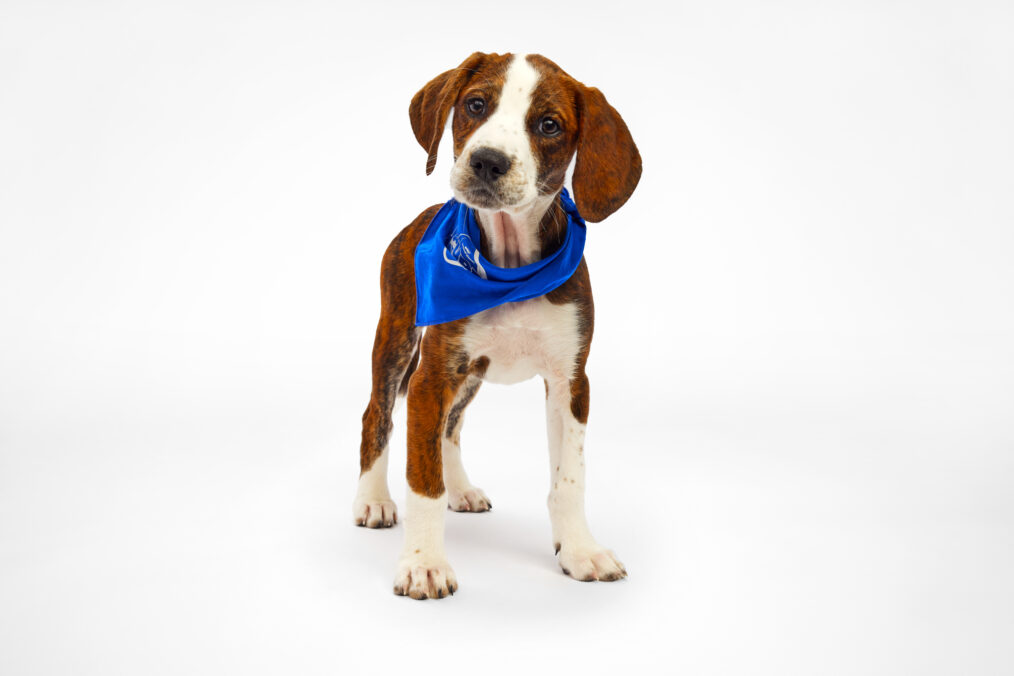 trixie puppy bowl 2025