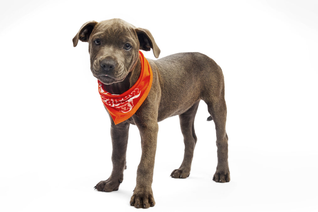 vivian puppy bowl 2025