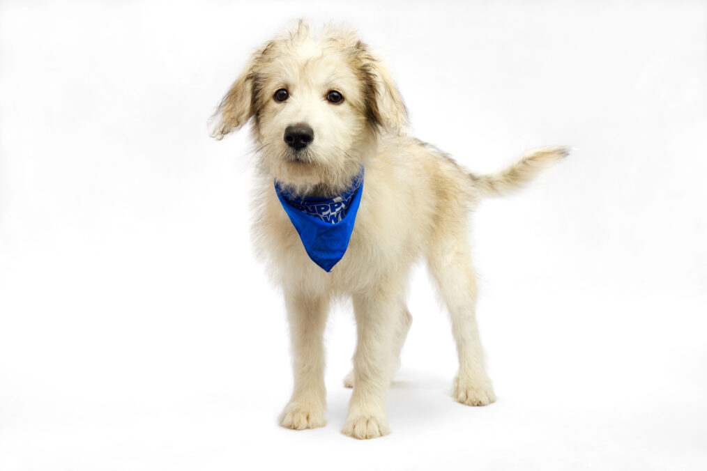 whoopie puppy bowl 2025