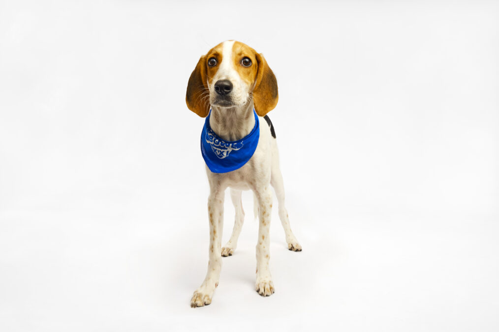 ziggy puppy bowl 2025
