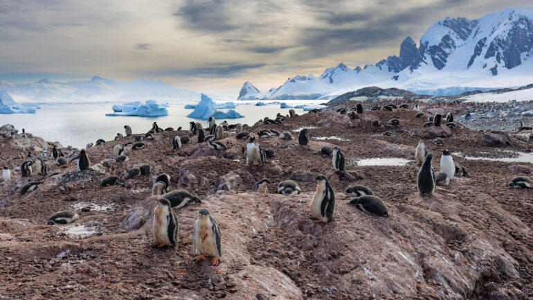 A group of gentoos on land, with sea and icebergs in the background.